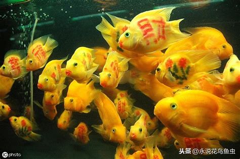 血鸚鵡混養|血鸚鵡(財神魚)飼養教學及注意 – 寵物百科